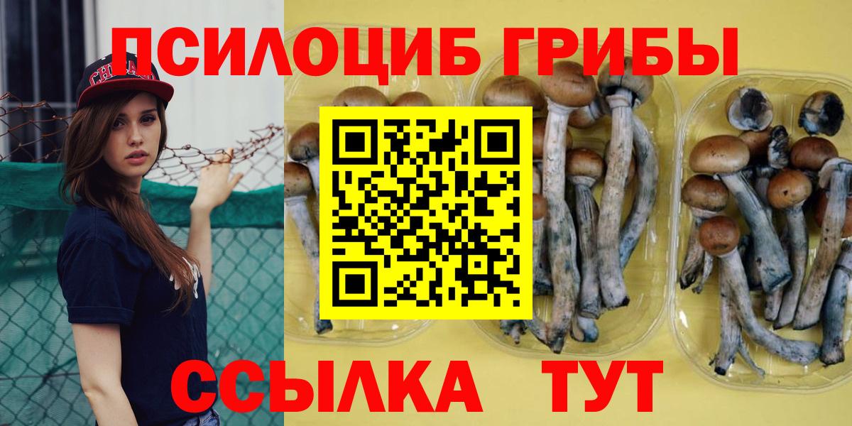 Псилоцибиновые грибы Cubensis Горно-Алтайск